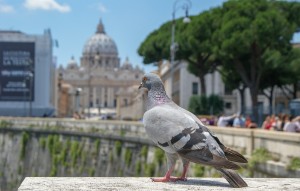 the-vatican-3390899_960_720.jpg