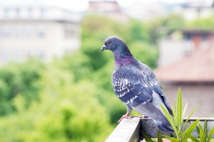 pigeon-7178237_960_720.jpg